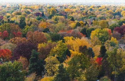 pexels-brett-sayles-1546651